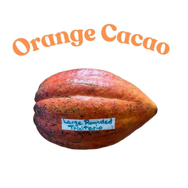 Trinitario Cacao Large Rounded Red Chocolate Tree Orange